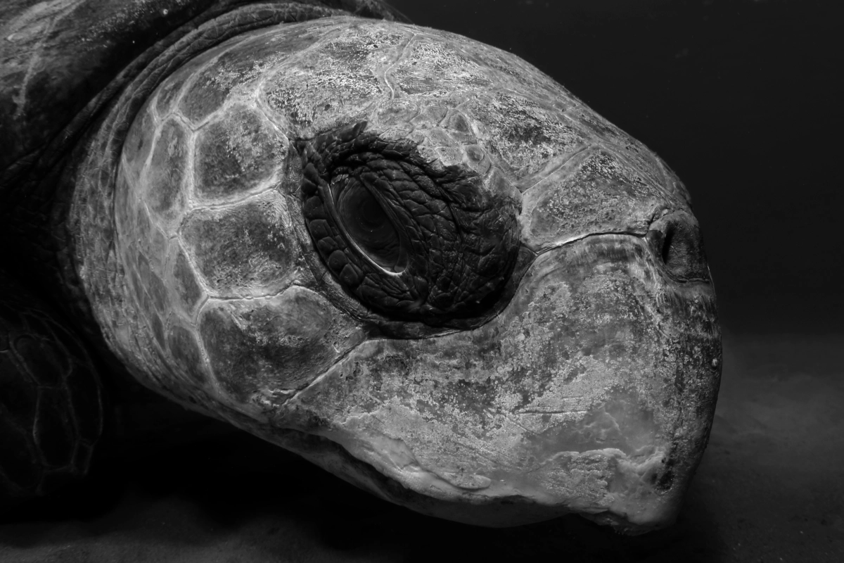 Longevity records in sea turtles